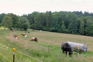 Im Sommer genießen die Pferde das Weideland.