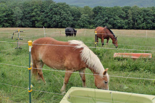 Viel Auslauf und immer Zugang zu frischem Wasser.