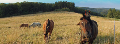 Weiden des Hof-Silberberg
