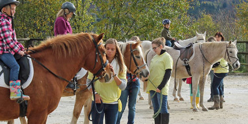 Neue Pferdepension in Daaden