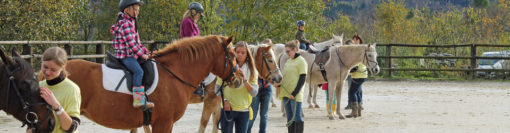 Neue Pferdepension in Daaden