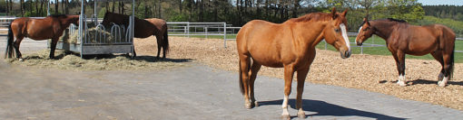Artgerechte Pferdehaltung auf Hof-Silberberg