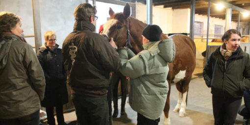 Erste Hilfe fürs Pferd