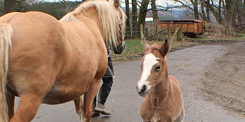 PFerdezucht Nachwuchs auf Hof-Silberberg in Daaden