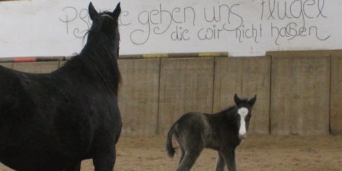 Pferdezucht Fohlen auf Hof-Silberberg in Daaden