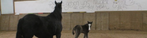 Pferdezucht Fohlen auf Hof-Silberberg in Daaden