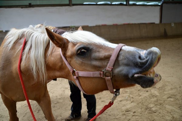Unsere Ponys sind alle lieb und manchmal lustig